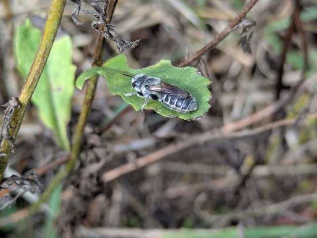 Wildbiene in einer mehrjährigen Blühfläche