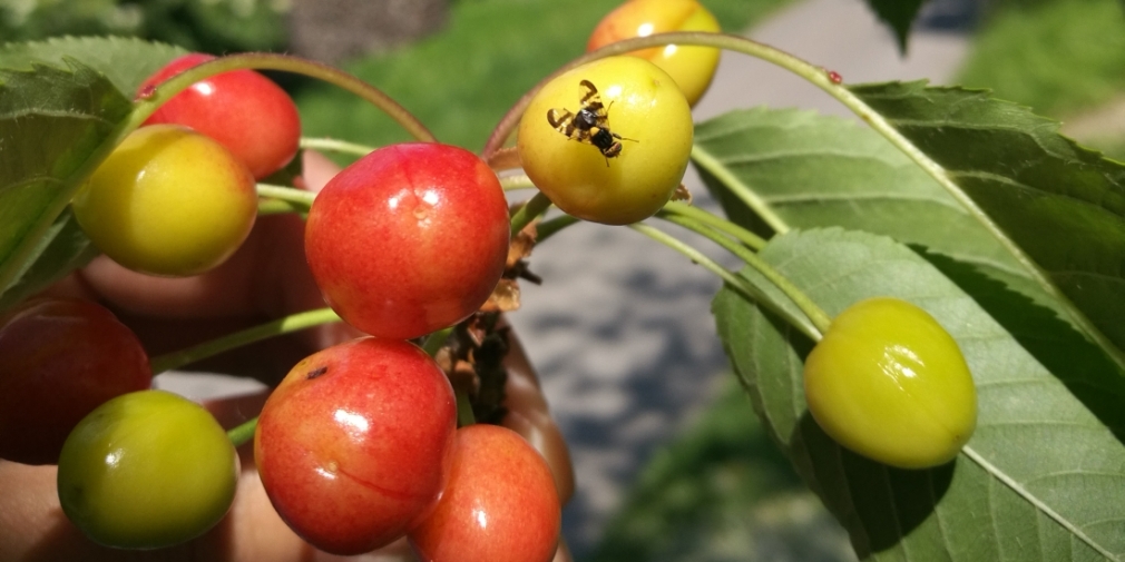 Augel - Eine Kirschfruchtfliege (Rhagoletis cerasi) auf einer reifenden Kirsche