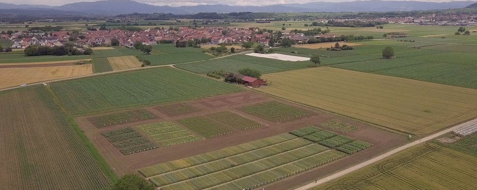 Ökologisches Versuchsfeld Forchheim am Kaiserstuhl