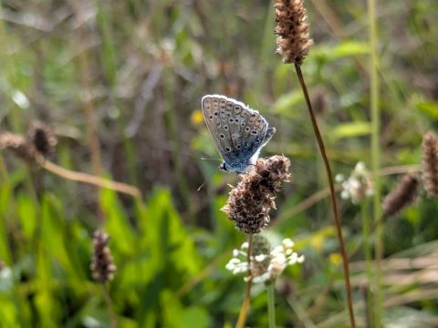 Schmetterling in einer mehrjährigen Blühfläche