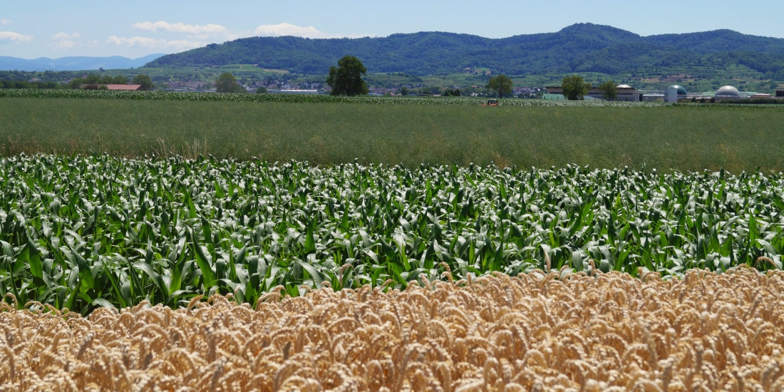 Weizen, Mais und Raps am Kaiserstuhl (Foto: Jörg Jenrich/LTZ)