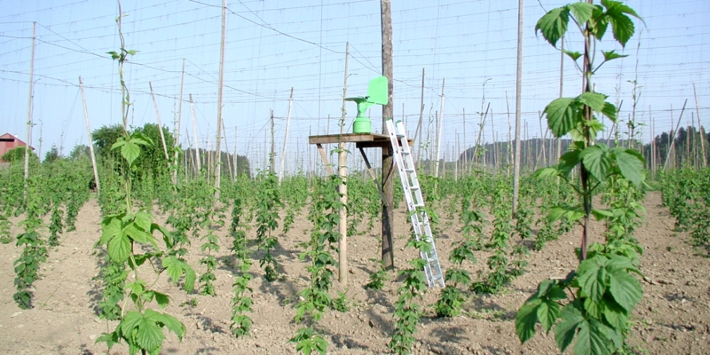 Sporenfalle im Hopfengarten Sporenfalle im Hopfengarten