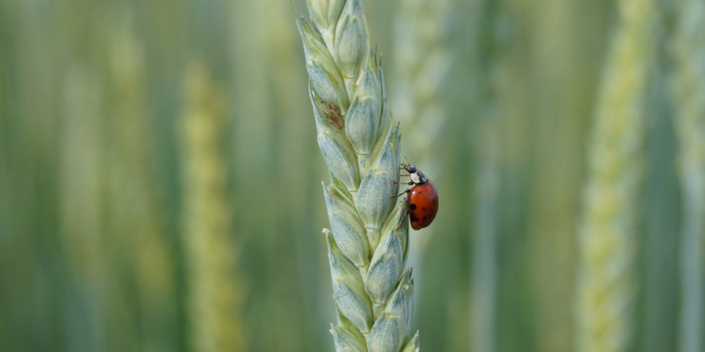 Marienkäfer und Blattläuse auf Weizen