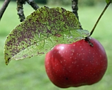 Marssonina-Blattfallkrankheit des Apfels (Foto: Jan Hinrichs-Berger/LTZ)