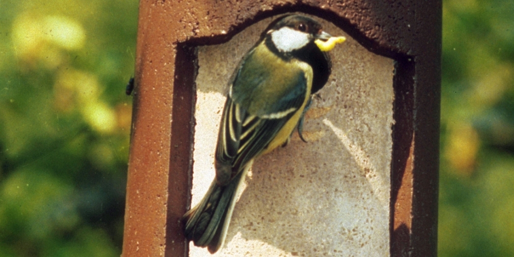 Kohlmeise, Parus major, mit Futter vor Nistkasten