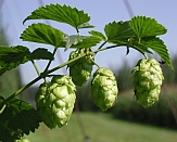 Hopfendolden (Foto: Willi Moosherr/LTZ)