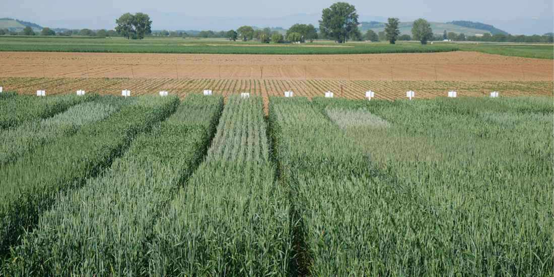 Landessortenversuch Öko-Winterweizen