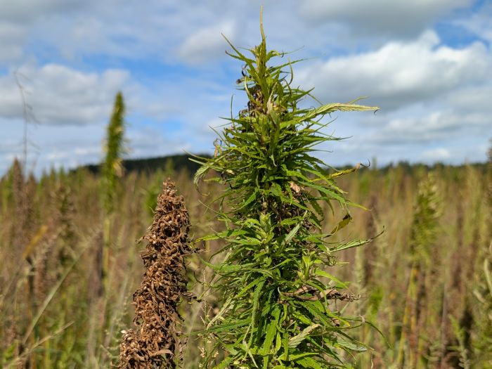 Unterschiedliche Reifegrade der Blüte und der Hanfnüsse auf einem Feld 