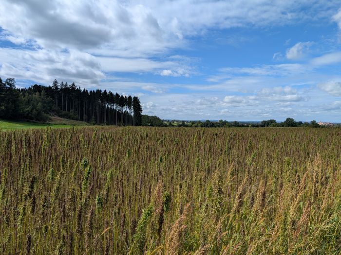 Hanffeld kurz vor der Ernte der Hanfnüsse 
