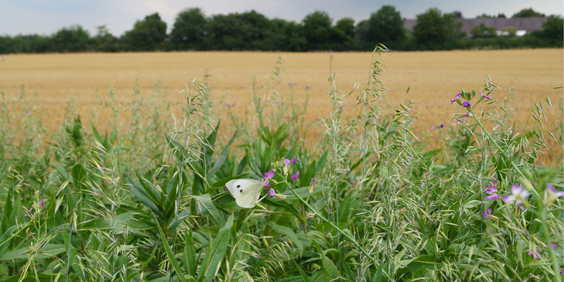 Zwischenfrucht mit Kohlweisling