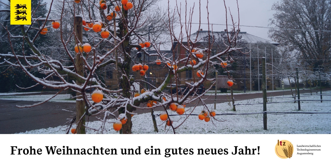 Kakibaum mit Früchten nach einer Frostnacht am Hauptsitz Augustenberg (Foto: Jörg Jenrich/LTZ)