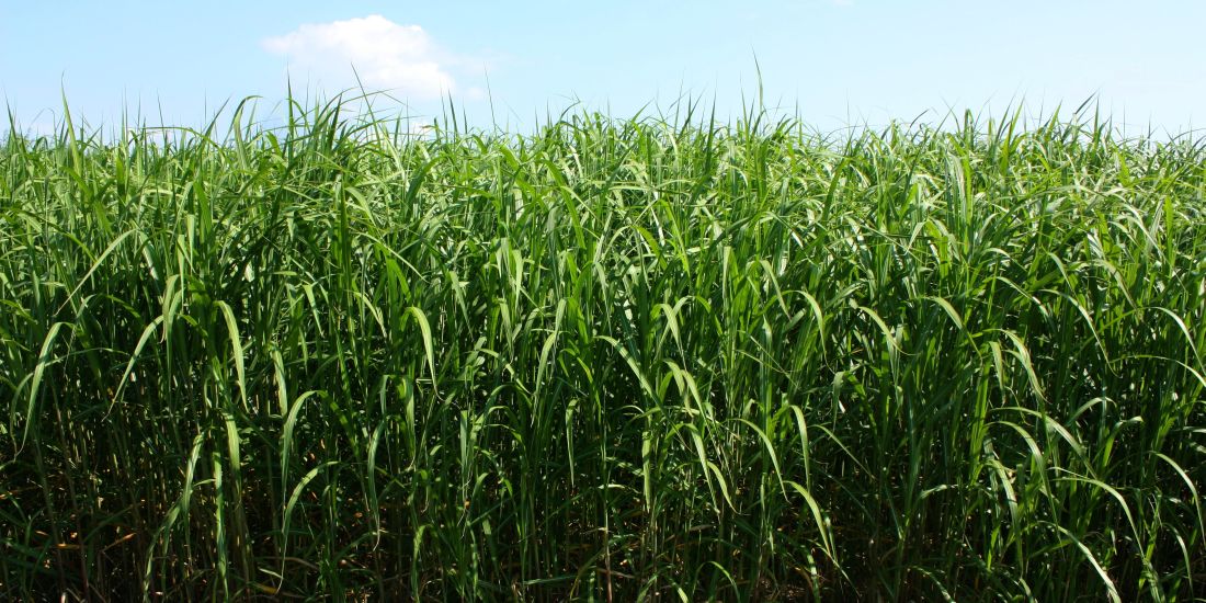 Miscanthus