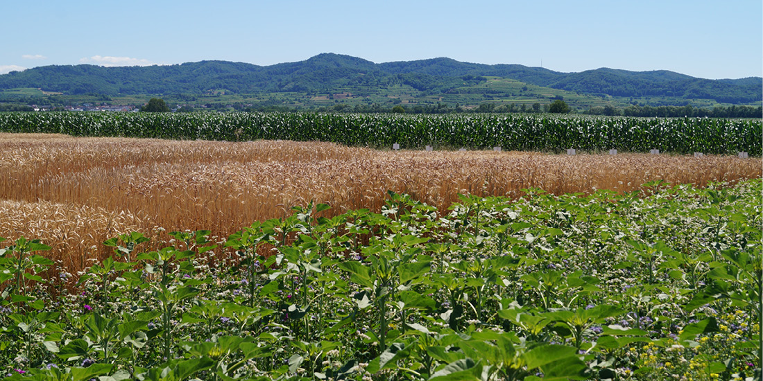 Blühmischung, Sortenversuche mit Getreide, Mais (Foto: Jörg Jenrich/LTZ)