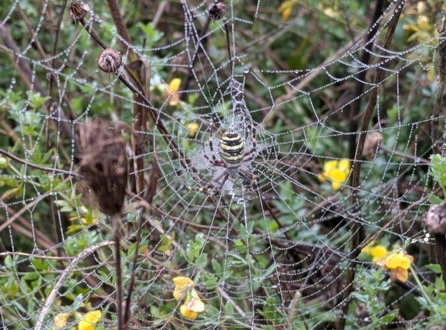 Spinne in einer mehrjährigen Blühfläche