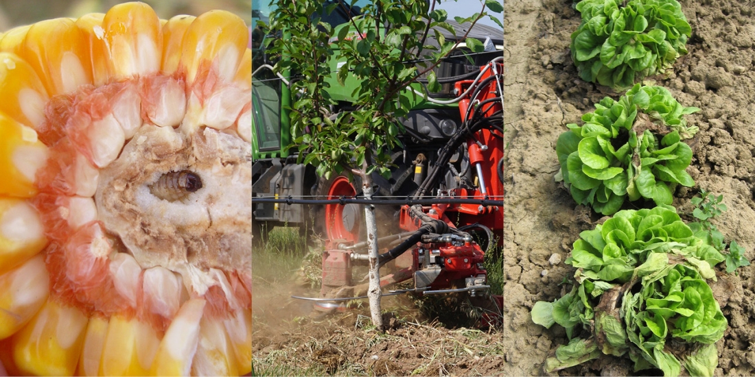 Raupe des Maiszünslers (links), mechanische Unkrautbekämpfung im Obstbau (Mitte), Rhizoctonia an Salat (rechts)