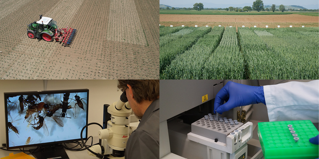 Produktionstechnischer Versuch mit Hacke (Foto: Robin Maier/LTZ), Landessortenversuch Winterweizen (Foto: Annette Haak/LTZ), Diagnose von Schaderregern, DNA-Analyse (Fotos: Jörg Jenrich/LTZ)