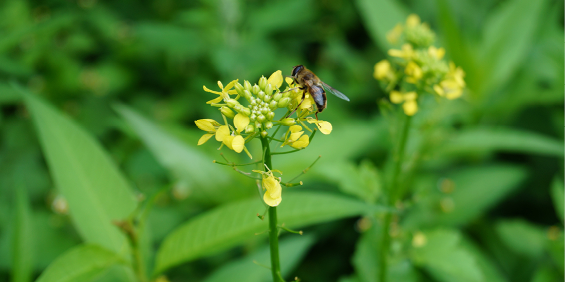 Mistbiene auf Senf in einer Zwischenfruchtmischung