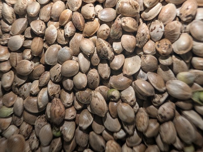 Hanfnüsse aus der Ernte von Versuchsflächen des LTZ 