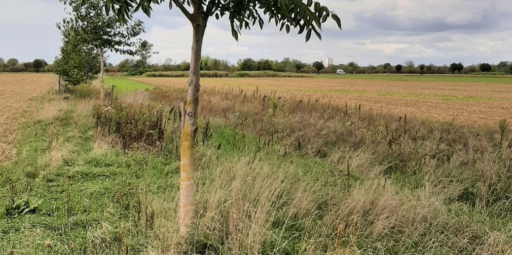 Agroforst Agroforst