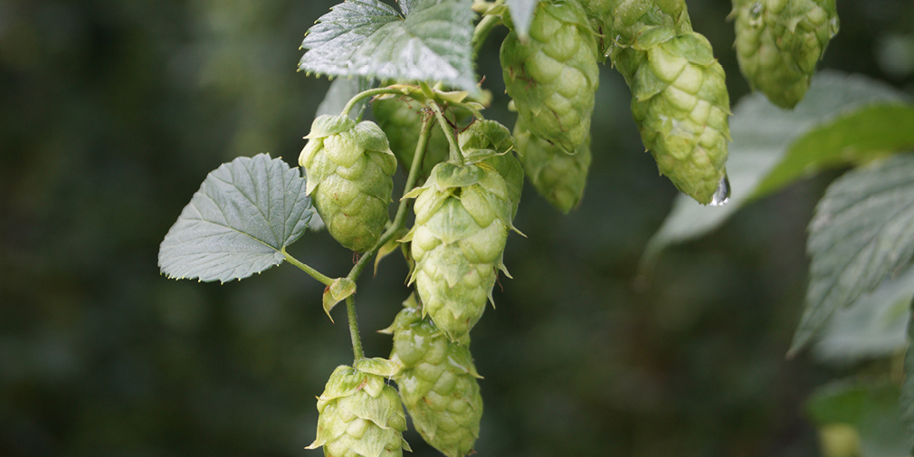 Hopfendolden