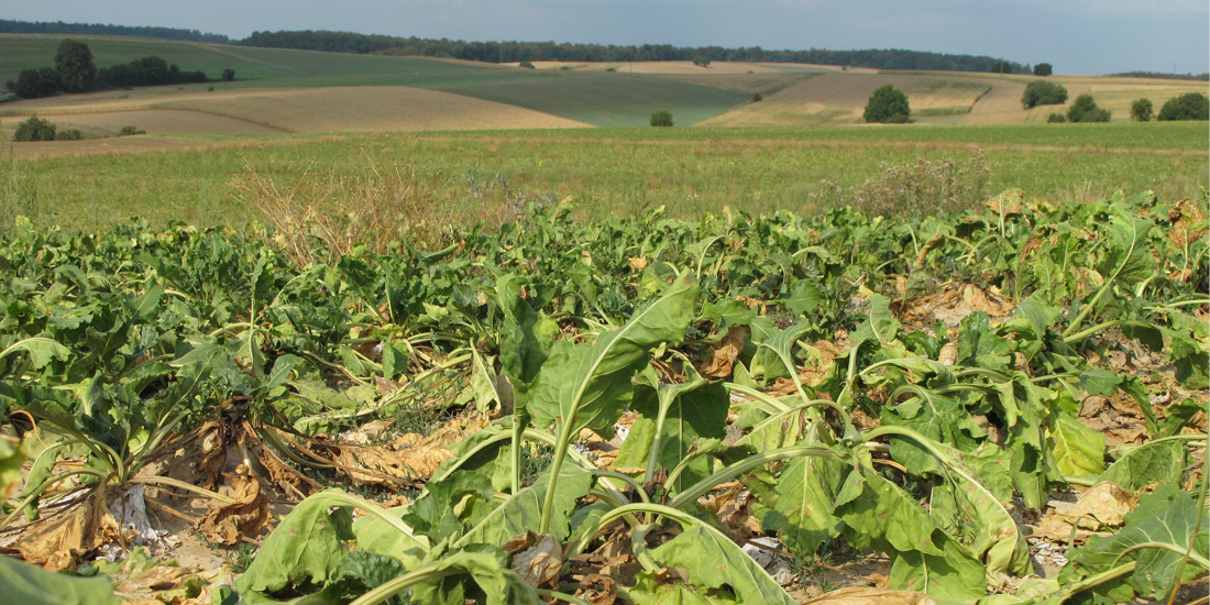 Trockenschäden an Zuckerrüben im Kraichgau